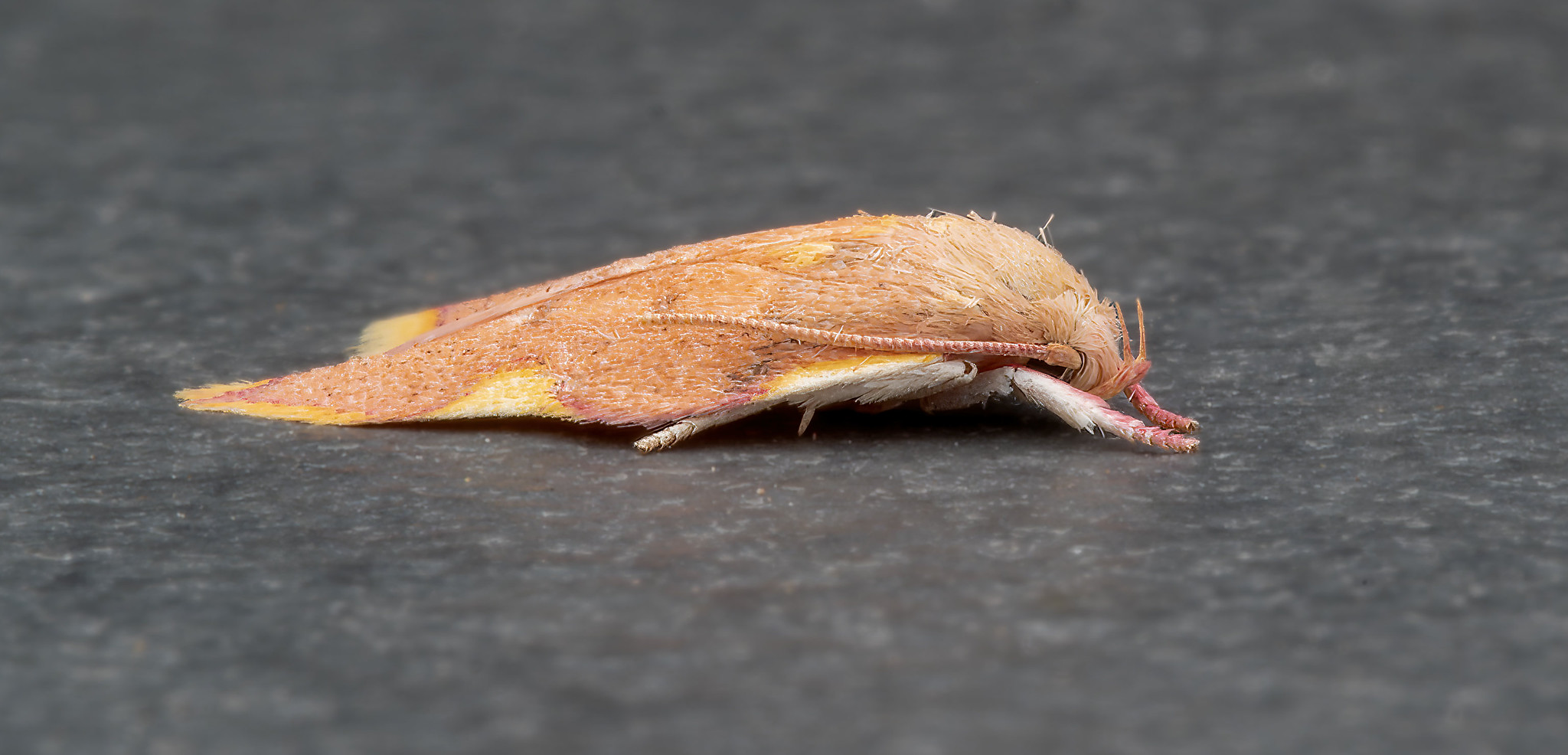 Carcina quercana - 22nd August 2026 - Chellaston - Richard Pittam.