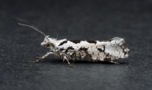 Ypsolopha sequella - 11th Sept 2026 - Chellaston - Richard Pittam