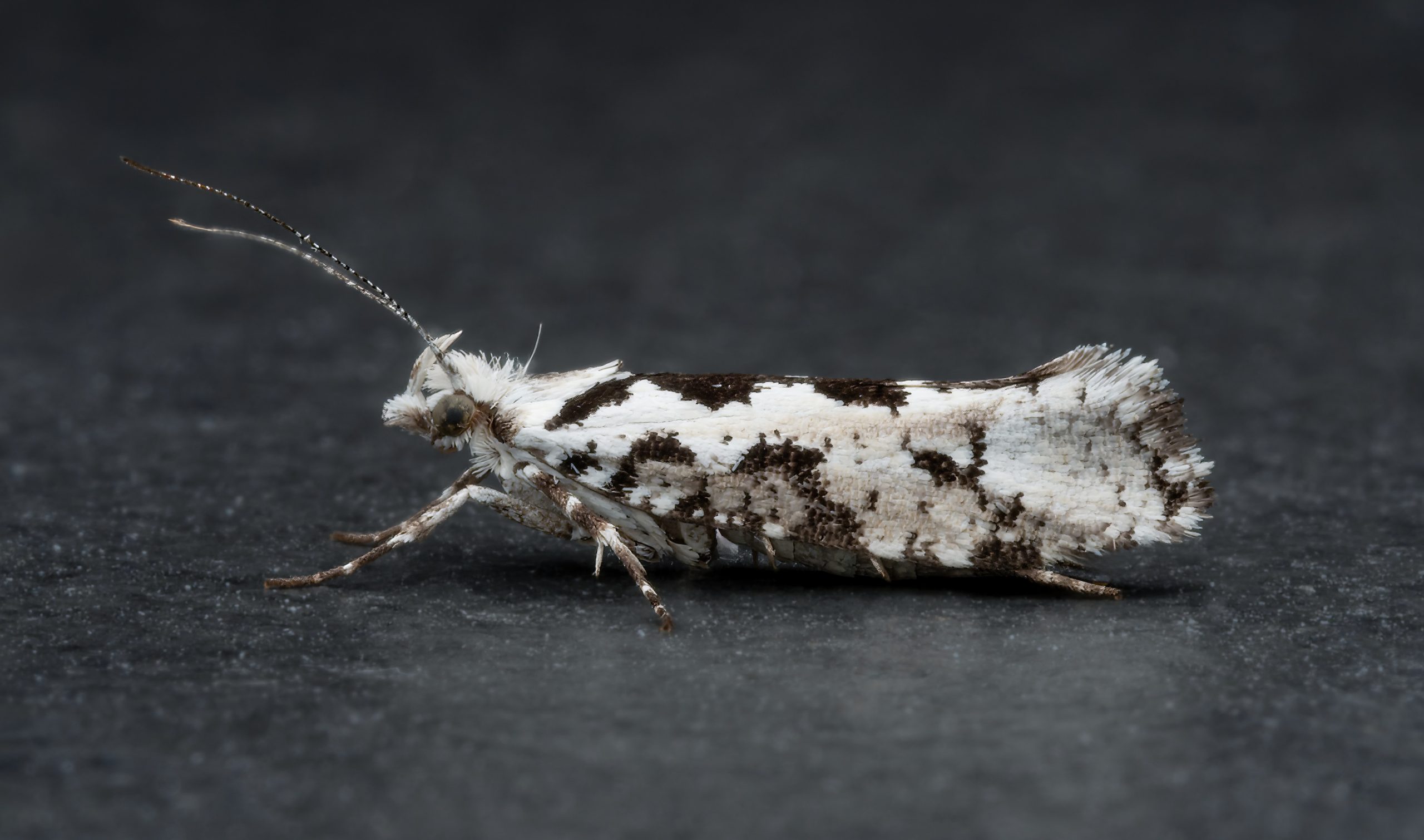 Ypsolopha sequella - 11th Sept 2026 - Chellaston - Richard Pittam
