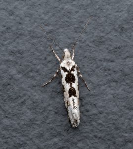 Ypsolopha sequella - 11th Sept 2026 - Chellaston - Richard Pittam