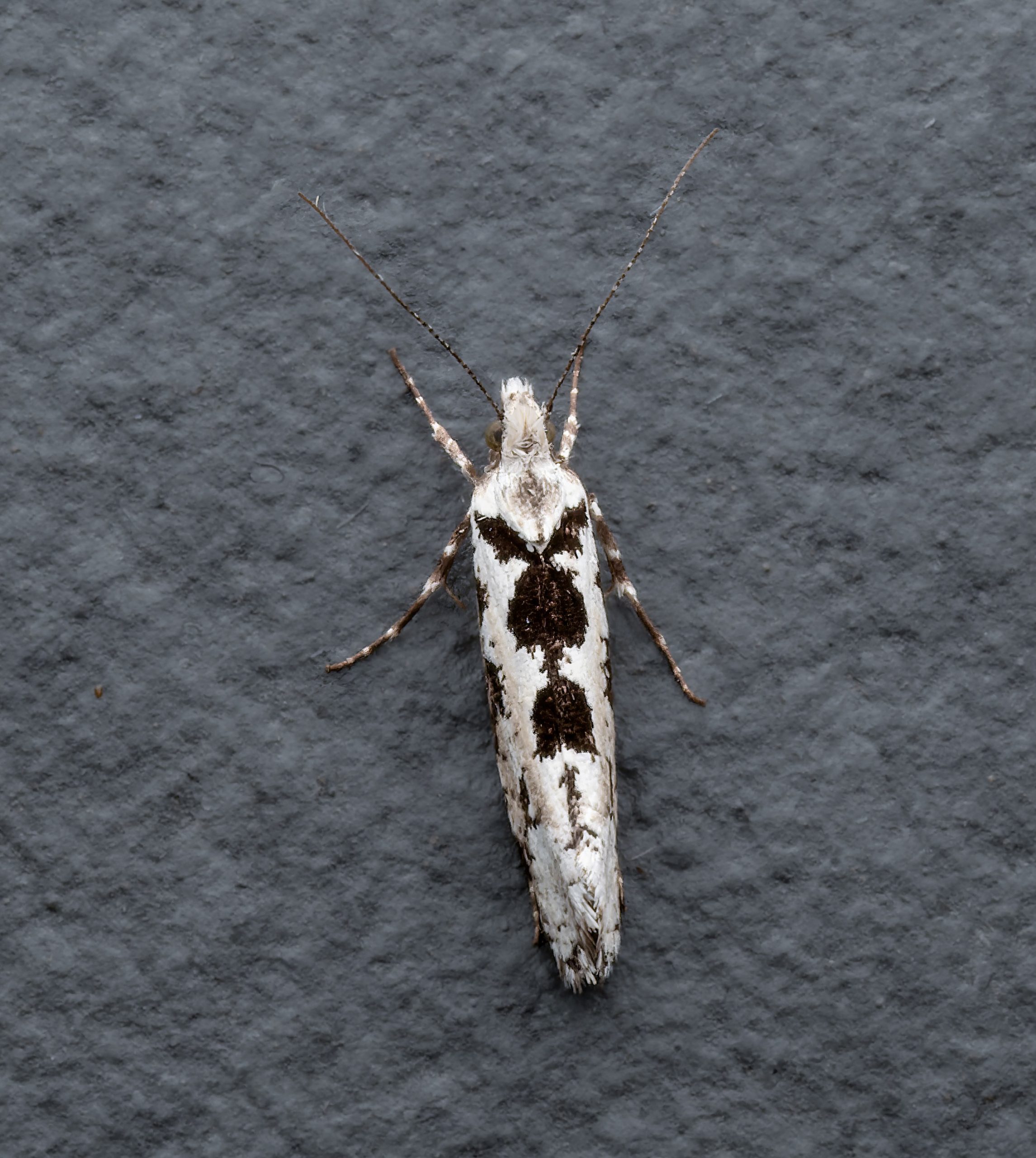 Ypsolopha sequella - 11th Sept 2026 - Chellaston - Richard Pittam