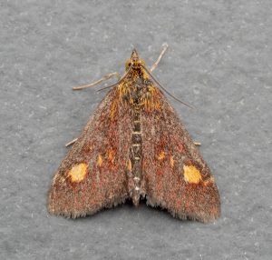 Pyrausta aurata - 8th Sept 2026 - Chellaston - Richard Pittam