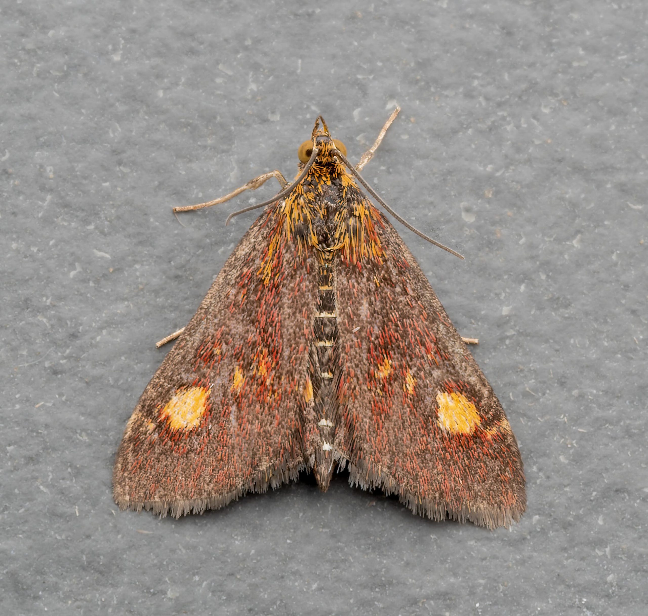 Pyrausta aurata - 8th Sept 2026 - Chellaston - Richard Pittam