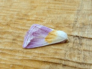 Beautiful Marbled - 1st VC57 record - 19th August 2026 - Belper - Dave Evans
