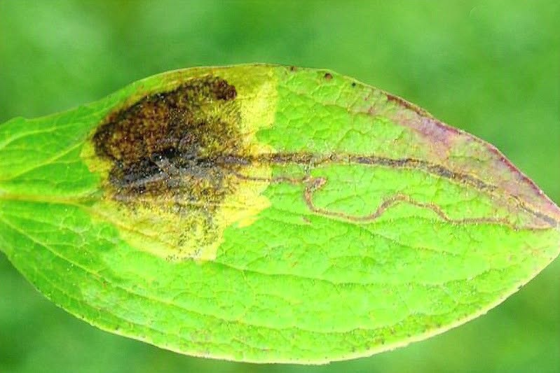 Fomoria septembrella - 24th September 2026 - Wyver Lane, Belper - Dave Evans