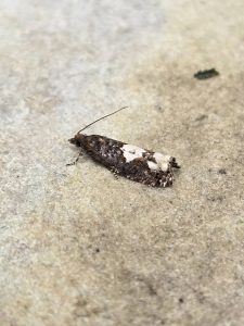 Epinotia trigonella - 13th September 2026 - Bow Wood - Clive Ashton