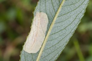 Phyllonorycter pastorella - Leaf mine on Salix - 9th September 2026 - Wyver Lane NR, Belper - Dave Evans