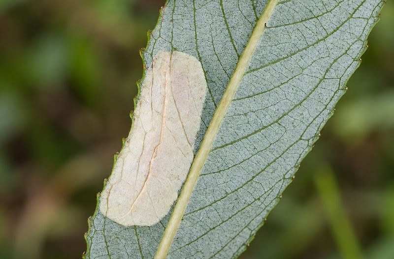 Phyllonorycter pastorella - Leaf mine on Salix - 9th September 2026 - Wyver Lane NR, Belper - Dave Evans