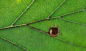 Bucculatrix cidarella - 9th Sept 2026 - Wyver Lane - Dave Evans