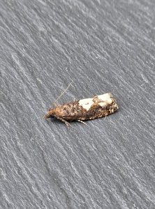 Epinotia trigonella - 13th September 2026 - Bow Wood - Clive Ashton