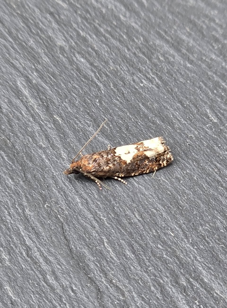 Epinotia trigonella - 13th September 2026 - Bow Wood - Clive Ashton