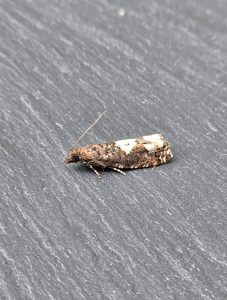 49.230 BF1151Epinotia trigonellaWhite-blotched Roller