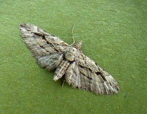 Cypress Pug - 12th September 2026 - Findern - Brian Hallam