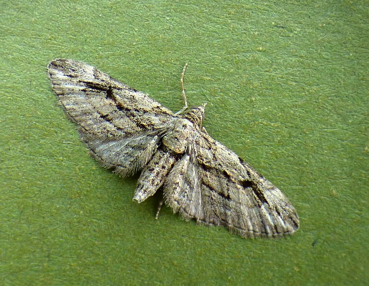 Cypress Pug - 12th September 2026 - Findern - Brian Hallam