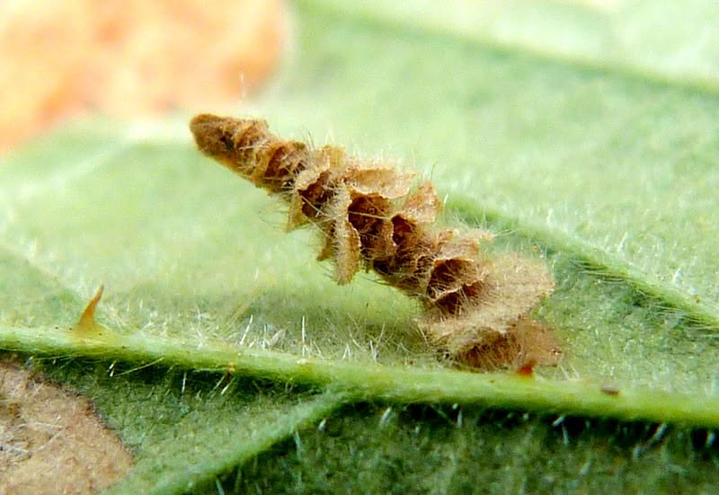Coleophora potentillae - on Bramble - 24th September 2026 - Wyver Lane, Belper - Dave Evans