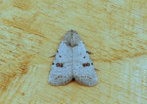 Clancy's Rustic  - 1st VC57 record - 22nd September 2026 - Belper - Dave Evans