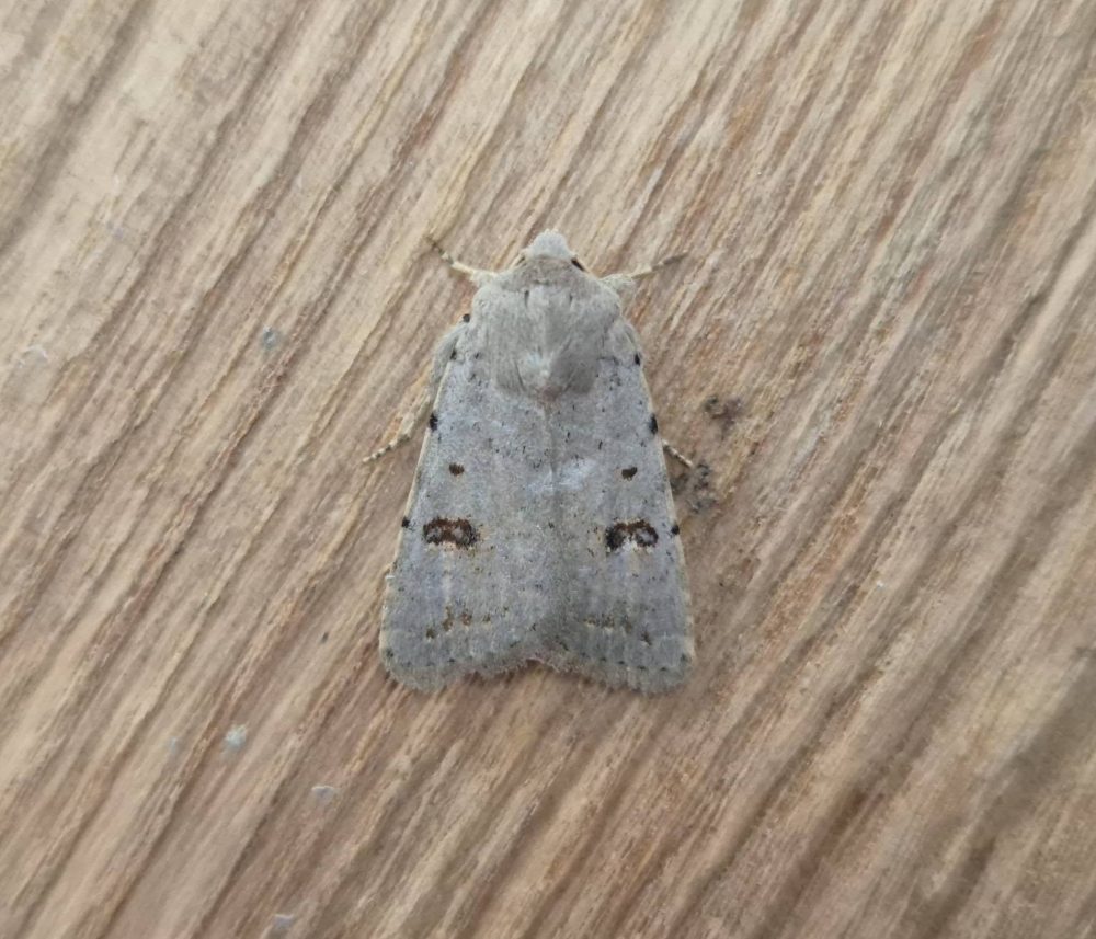 Clancy's Rustic - 1st VC57 record - 22nd September 2026 - Sandiacre - Emily Milnes