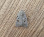 Clancy's Rustic - 1st VC57 record - 22nd September 2026 - Sandiacre - Emily Milnes