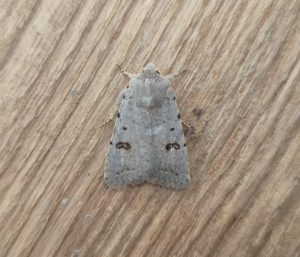 Clancy's Rustic  - 1st VC57 record - 22nd September 2026 - Sandiacre - Emily Milnes