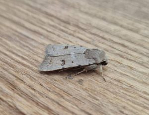 Clancy's Rustic  - 1st VC57 record - 22nd September 2026 - Sandiacre - Emily Milnes