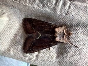 Green-brindled Crescent - ab.capucina - 27th September 2026 - Atlow - Jeremy Erde
