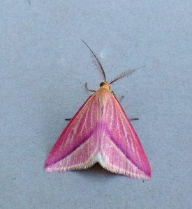 The Vestal - The Intense Pink Form (ab. sanguinaria) 29th September 2026 - Findern - Brian Hallam