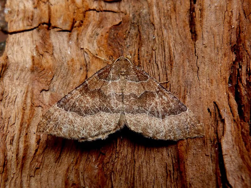 The Mallow - 27th September 2026 - Darwin Forest - Dave Evans