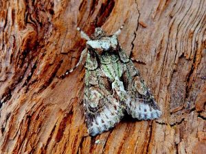 Green-brindled Crescent - 26th September 2026 - Darwin Forest - Dave Evans.