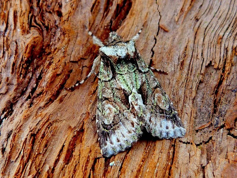 Green-brindled Crescent - 26th September 2026 - Darwin Forest - Dave Evans.
