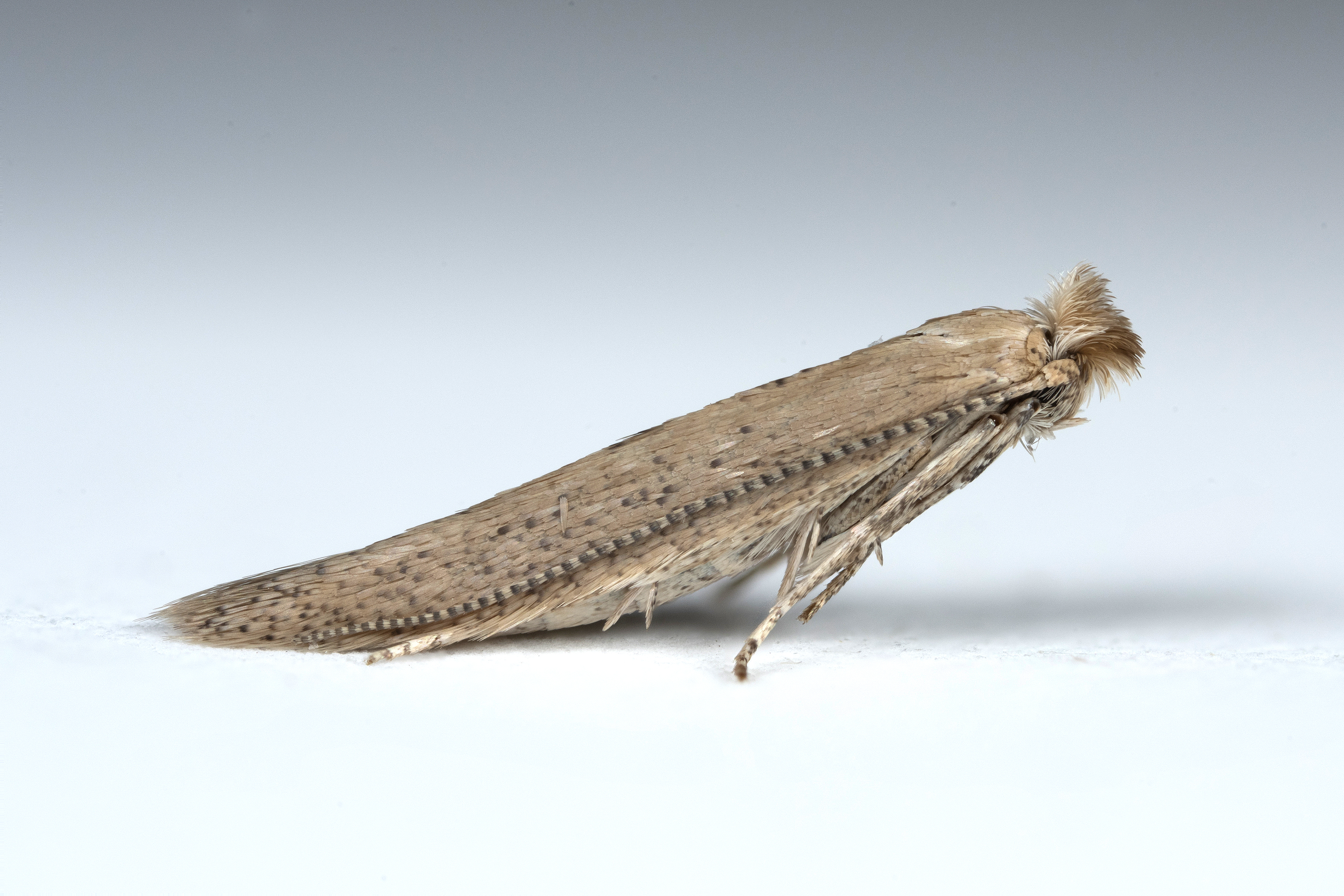 Bindweed Sleeper