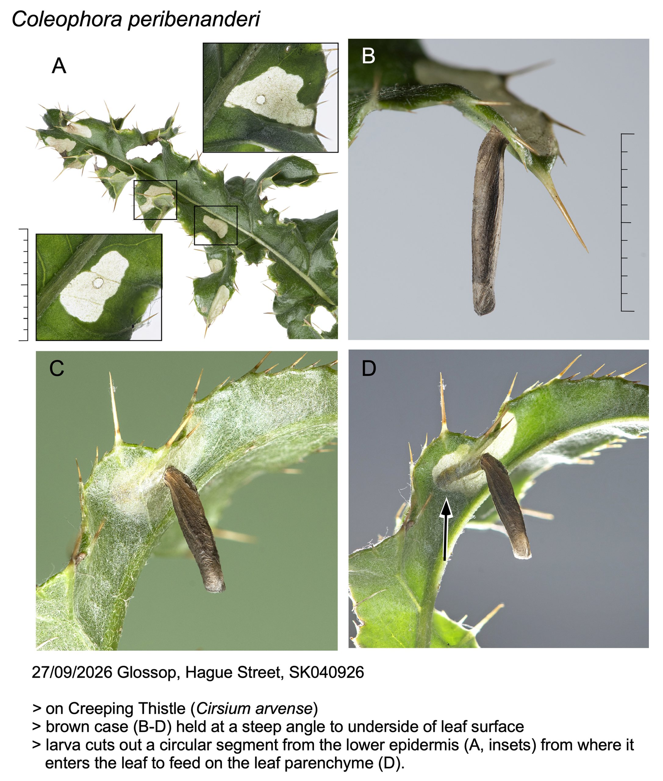 Coleophora peribenanderi  - leaf mines on Creeping Thistle - roadside verge in Glossop - Christian Heintzen
