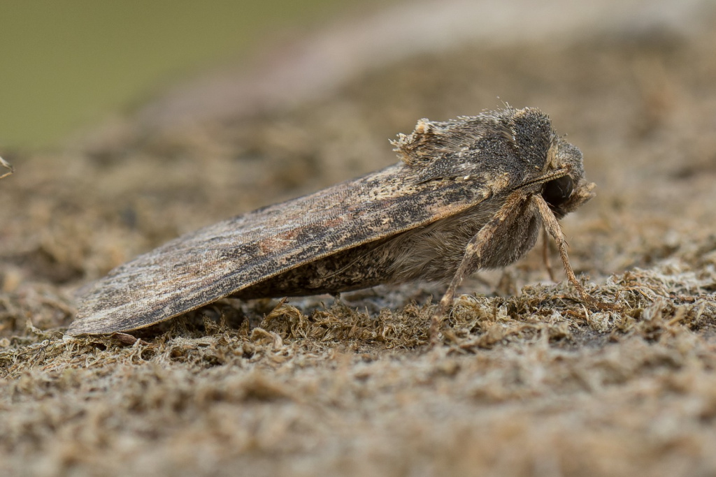 Pearly Underwing - 14th Sept 2022 - Kings Newton - Will Soar