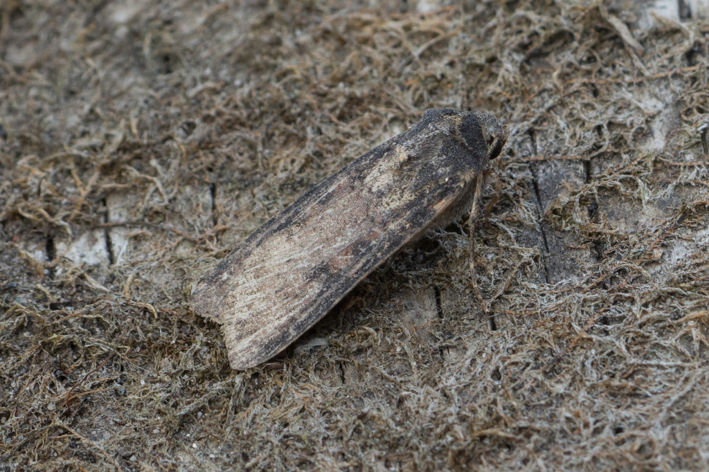 Pearly Underwing - 14th Sept 2022 - Kings Newton - Will Soar