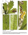 Stigmella poterii - f.serella - 13th September 2026 - Long Clough, Glossop - Christian Heintzen