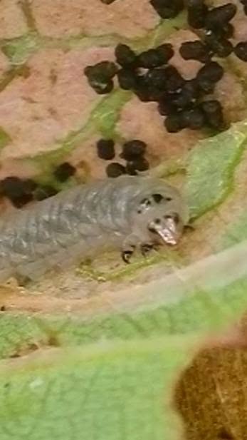 Parornix finitimella - larvae grey with black rings round legs - 12th October 2026 - Markham Vale North - Mark Radford