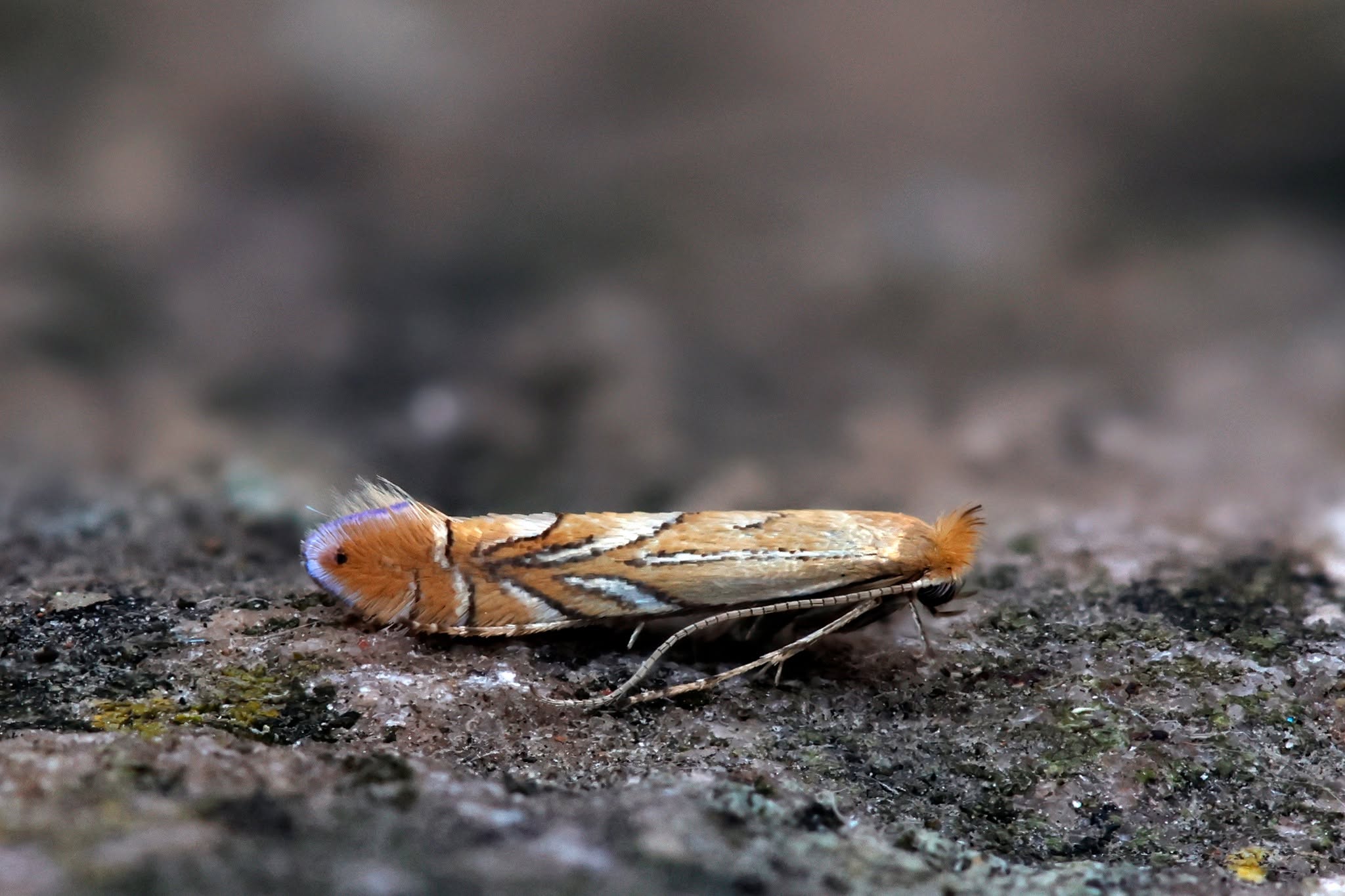 Ilex Leaf-miner