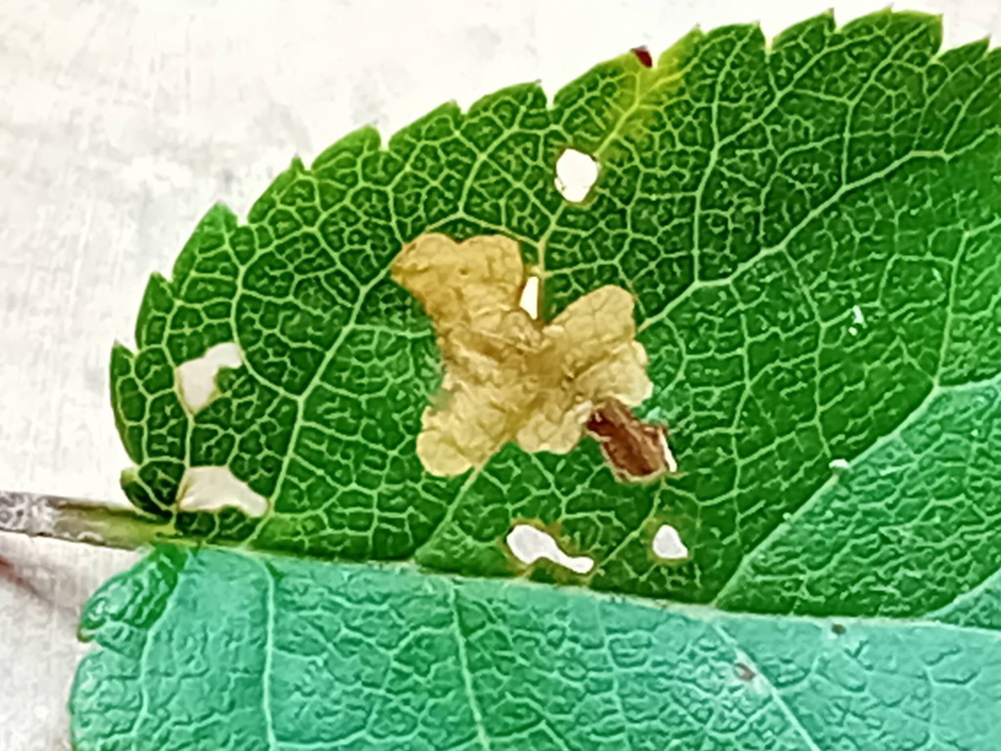 White-tipped Case-bearer