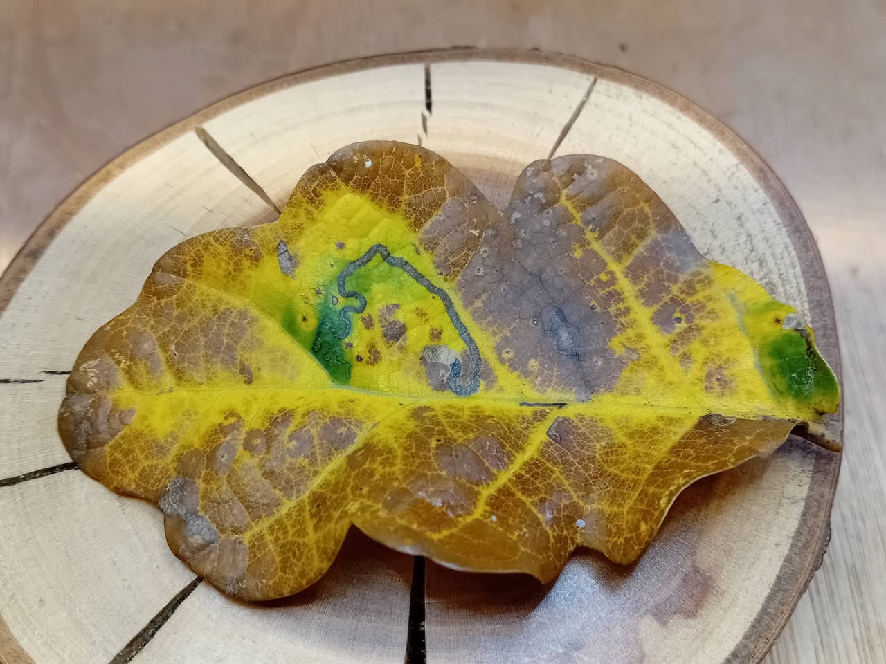 Stigmella basiguttella - mine in a green island on a fallen oak leaf - 12th October 2026 - Markham Vale, North Tip - Mark Radford