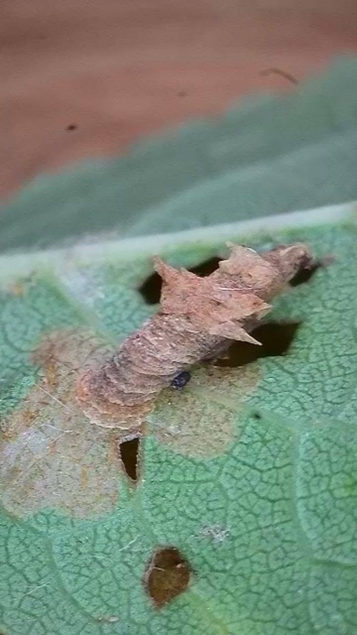Coleophora violacea - larval case on underside of Blackthorn leaf - 12th October 2026 - Markham Vale, North Tip - Mark Radford