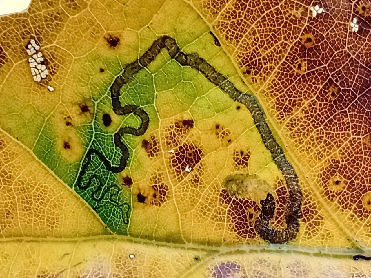 Shoulder-spot Dot