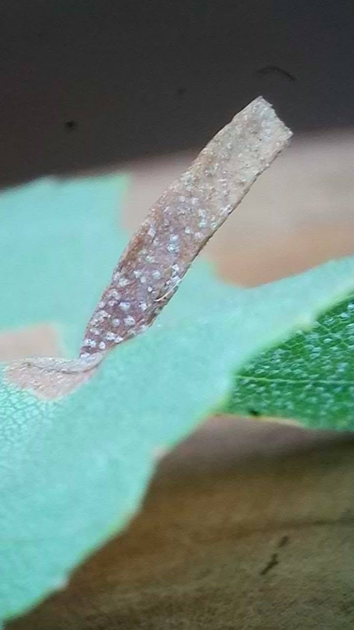 Coleophora milvipennis - larval case on Birch - 12th October 2026 - Markham Vale North Tip - Mark Radford