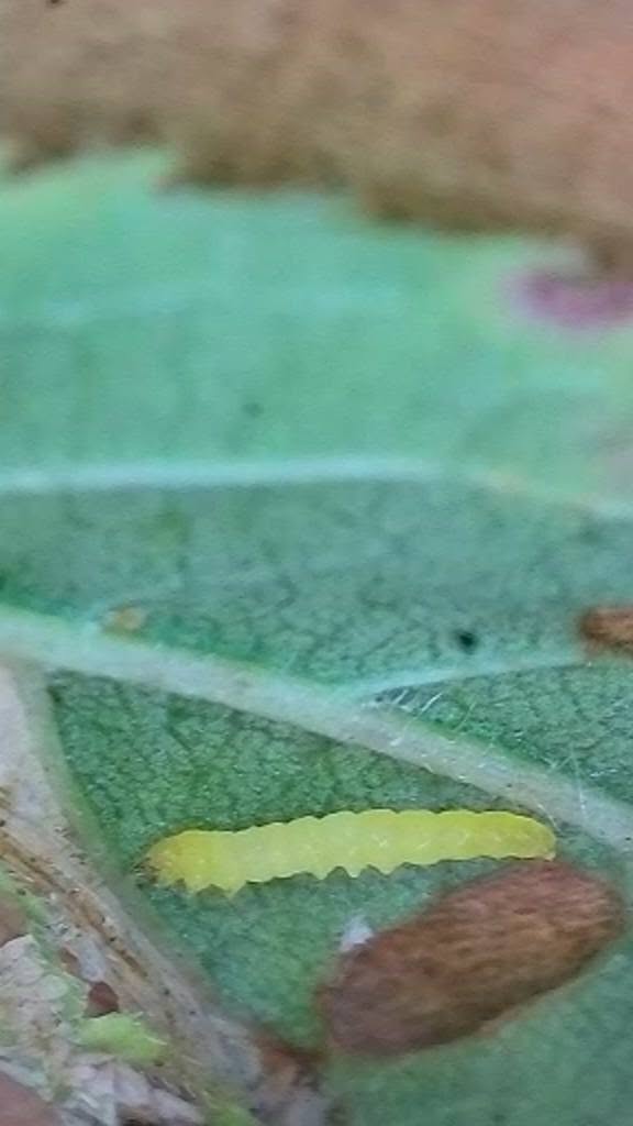 Parornix torquillella - Larva yellowish green with same coloured legs - on Blackthorn - 12th October 2026 - Markham Vale, Seymour - Mark Radford