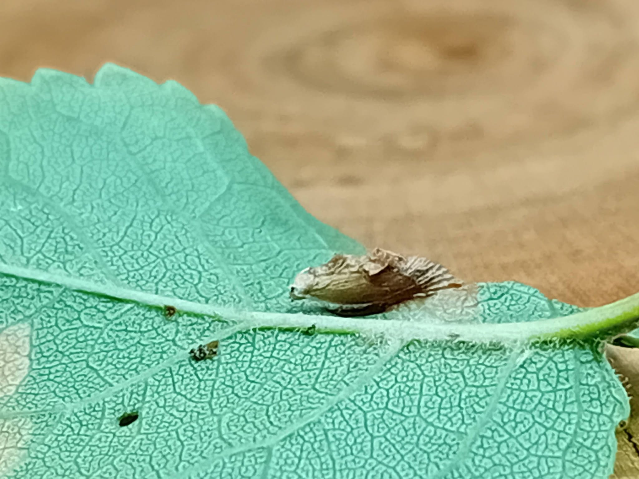 Coleophora violacea - larval case on underside of Blackthorn leaf - 12th October 2026 - Markham Vale, North Tip - Mark Radford