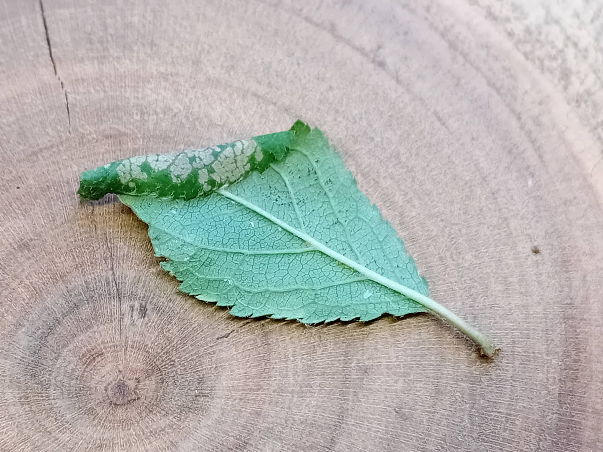 Parornix finitimella - leaf fold on Blackthorn - 12th October 2026 - Markham Vale North - Mark Radford