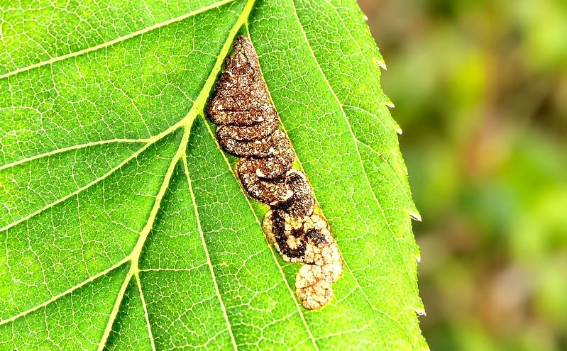 Stigmella viscerella - leaf mine on Elm - 22nd October 2026 - Wyver Land, Belper - dave Evans - New species for VC57