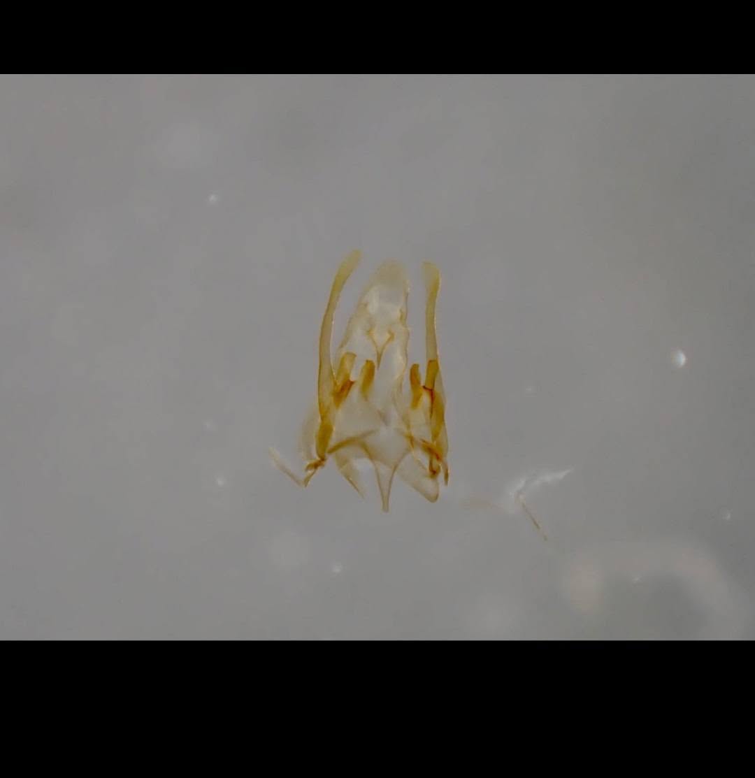 Scrobipalpa artemisiella - Gen Det Prep  - 2nd June 2026 - Gang Mine - Clive Ashton