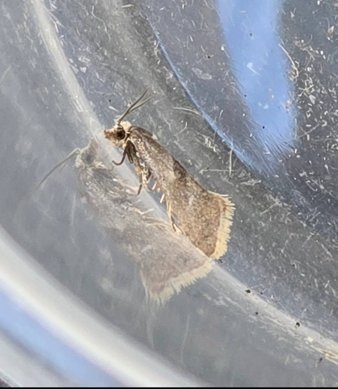 Falseuncaria ruficiliana - 29th April 2026 - Rose End Meadows - Clive Ashton - ID By Gen Det
