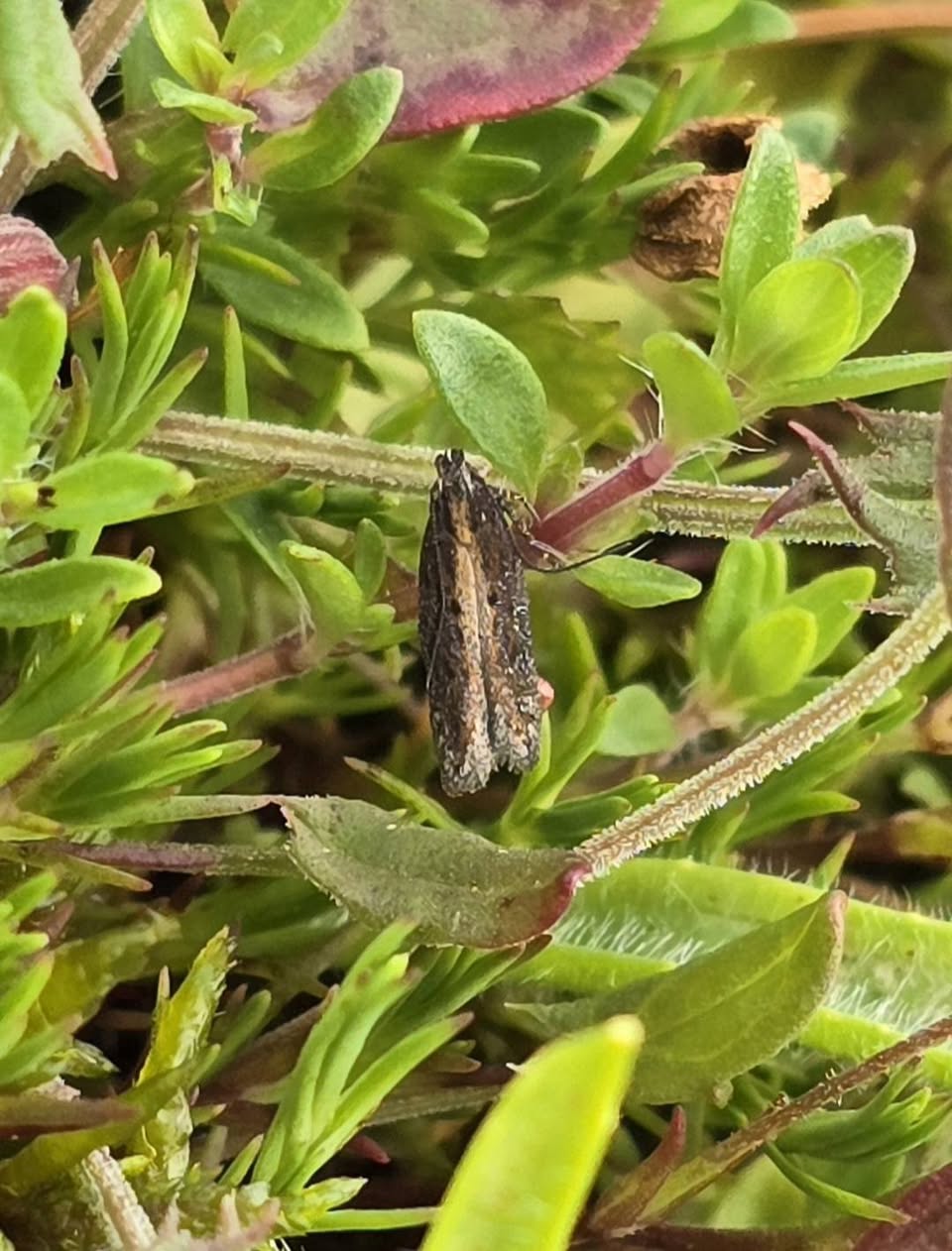 Scrobipalpa artemisiella -identified by Gen Det - 2nd June 2026 - Gang Mine - Clive Ashton
