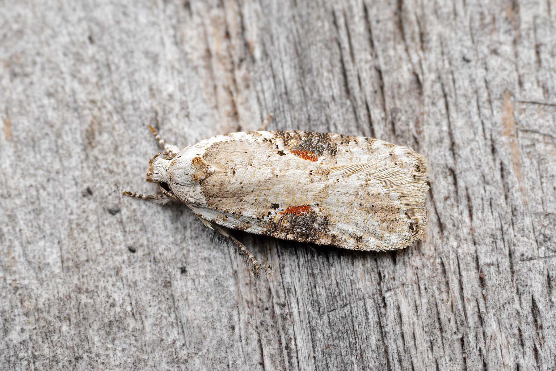 Agonopterix alstromeriana - 14th October 2026 - Melbourne - Tony Davison