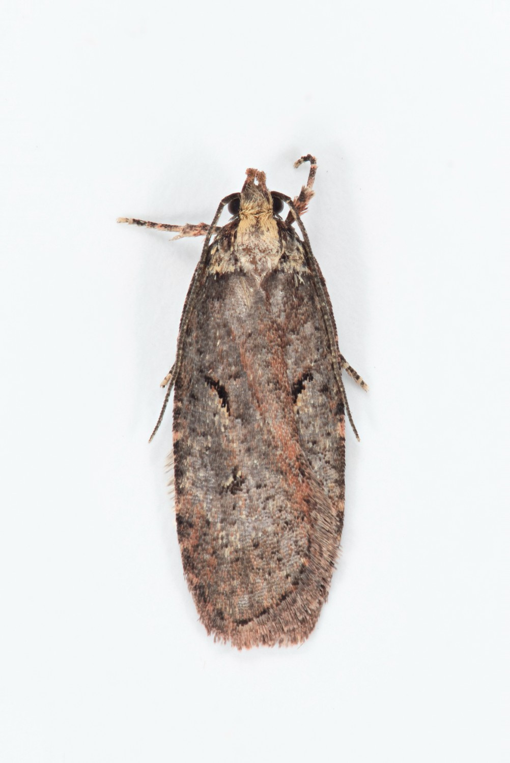 Agonopterix conterminella - 6th July 2026 - Torside Reservoir - Christian Heintzen